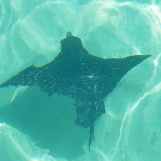 Galapagos - Isabela - Eagle ray